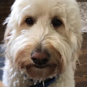 Meet your Posher, Lois